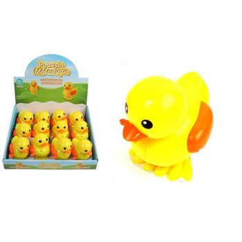 VỊT CÓT ĐẠI TRONG HỘP TRƯNG BÀY (12 con)
