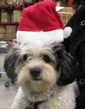 Băng đ&ocirc; c&agrave;i t&oacute;c n&oacute;n Noel (12 c&aacute;i)